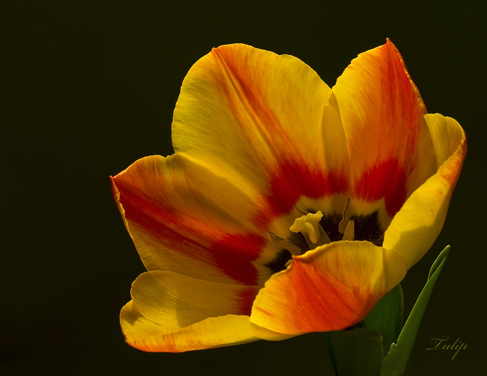 Tulip