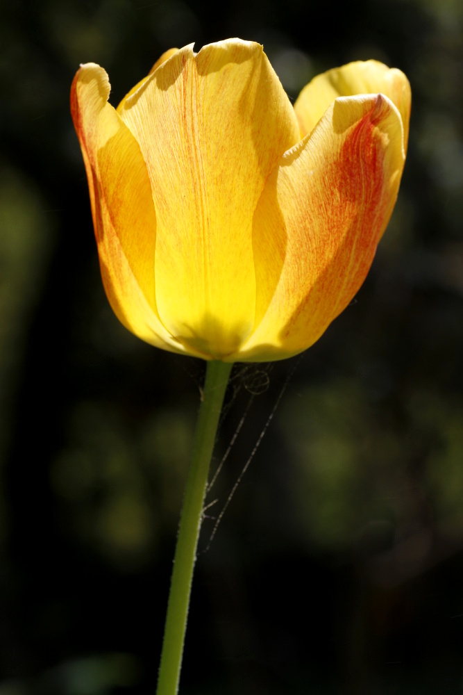 Tulip