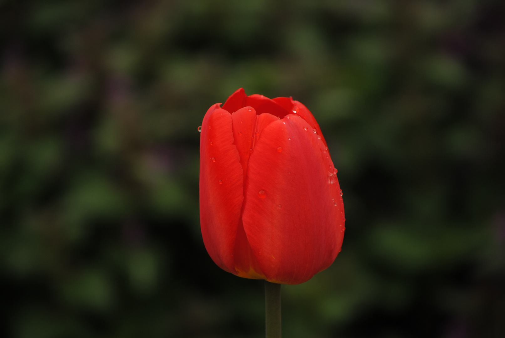 Tulip