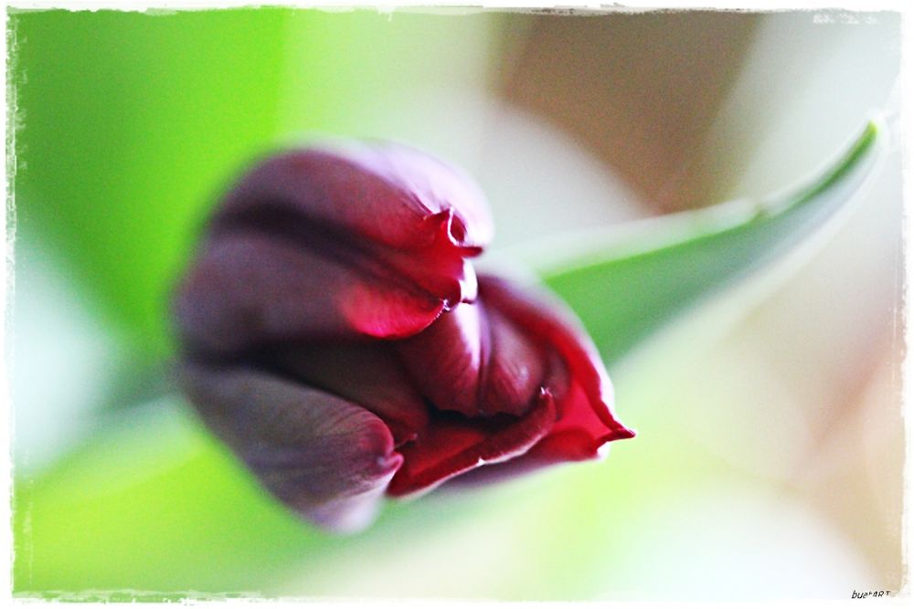 TULIP.....