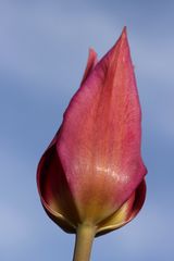 Tulip