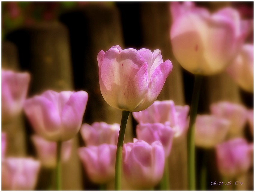 Tulip charm..II