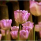 Tulip charm..II