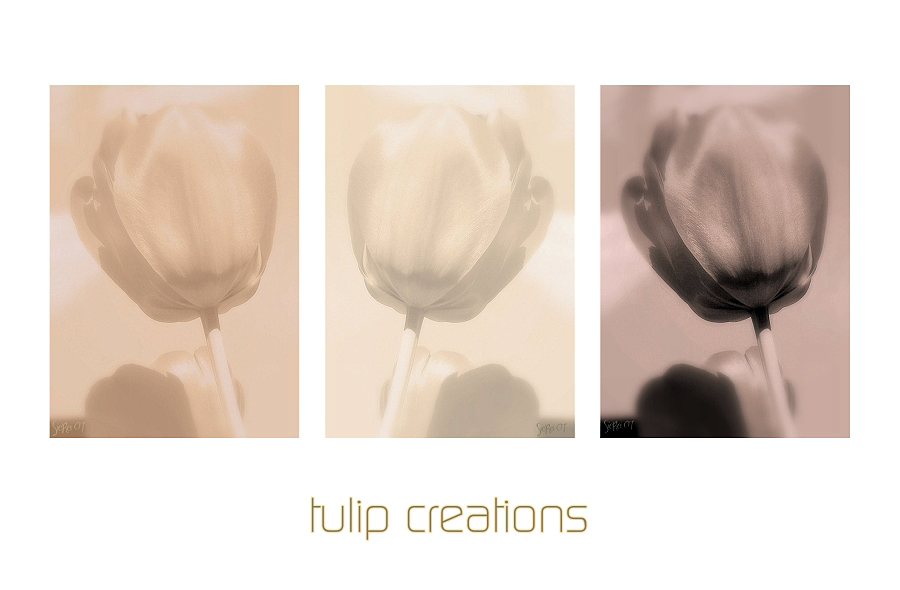 tulip creations