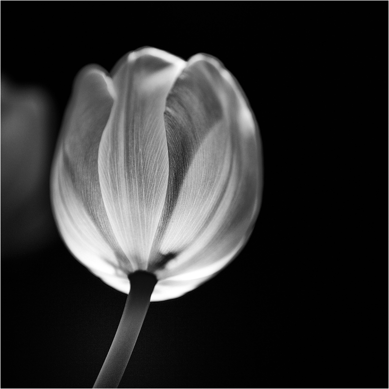 tulip