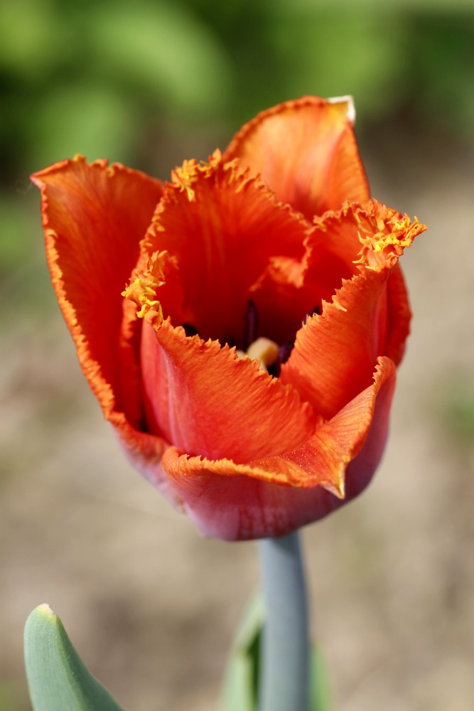 Tulip