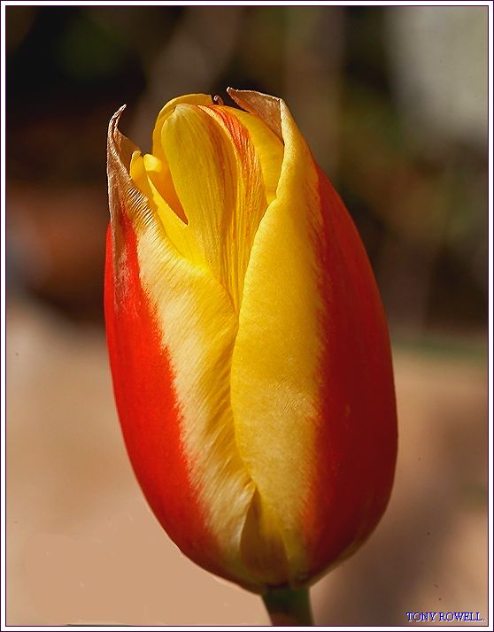 TULIP.