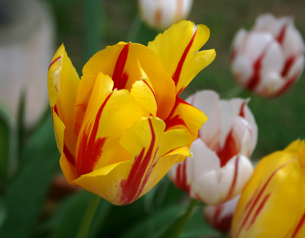 tulip................