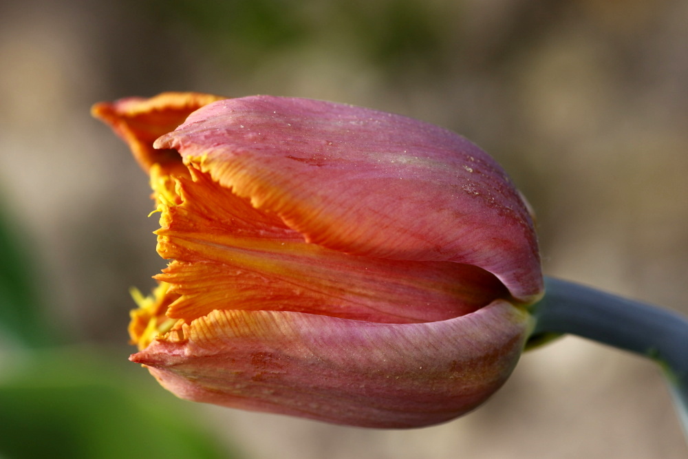 Tulip