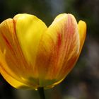 Tulip 