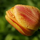 Tulip