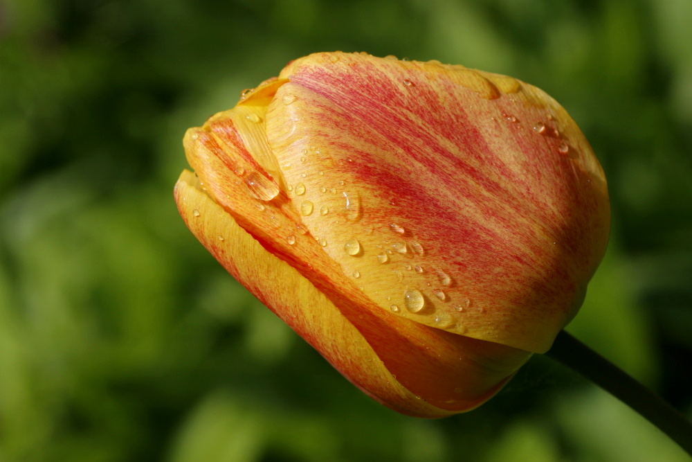 Tulip