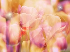 Tulip dancer