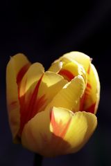 Tulip