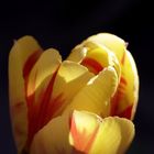 Tulip