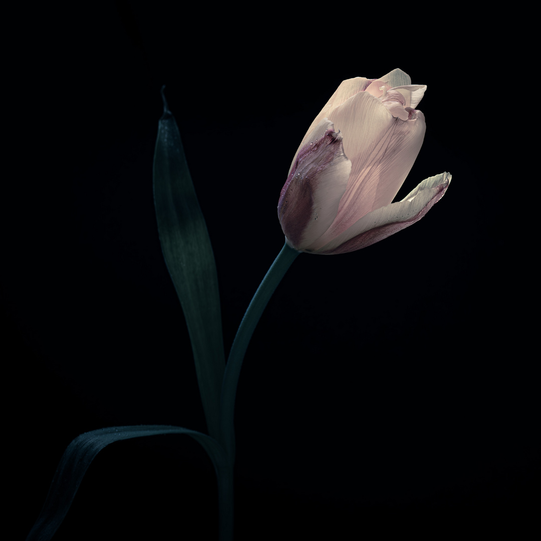 Tulip