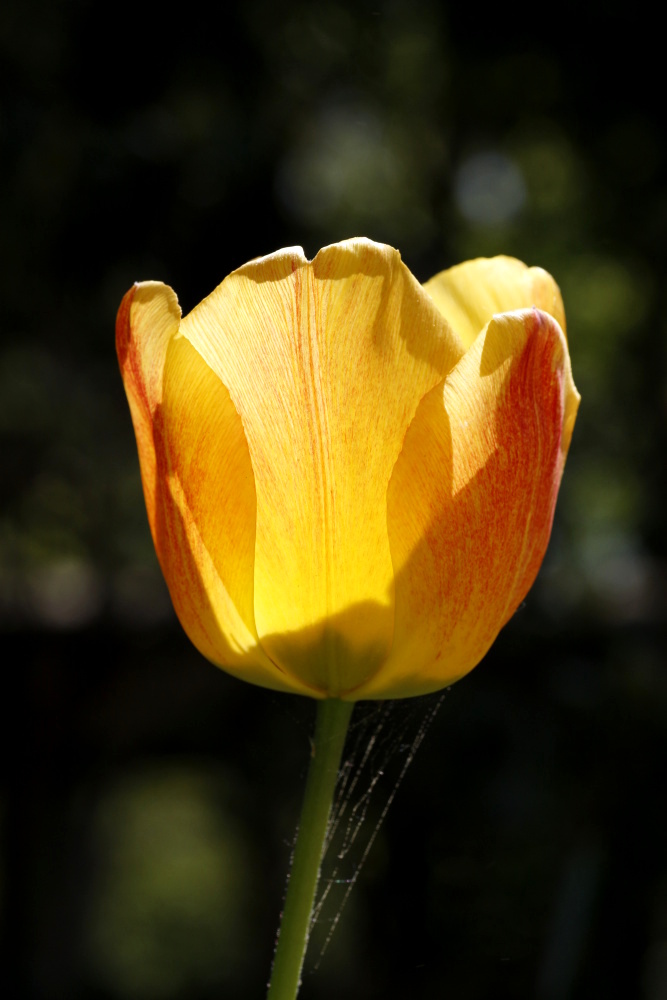 Tulip