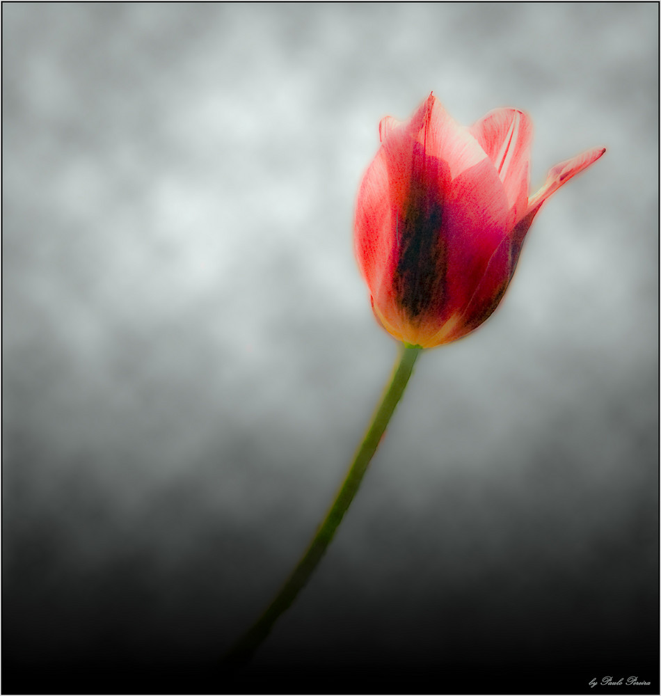 Tulip dream