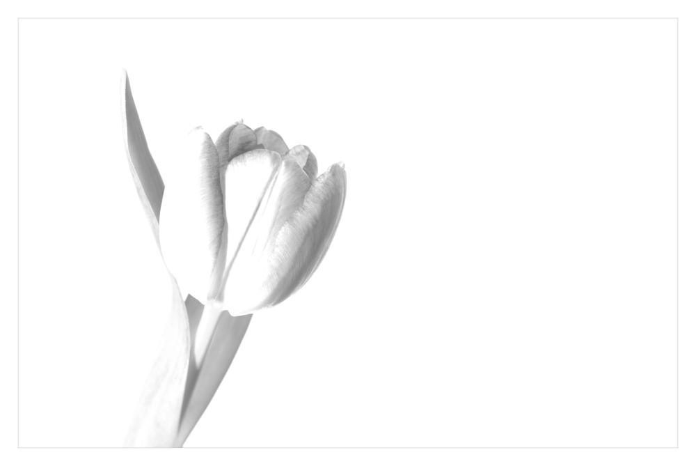 ... tulip dreams ...