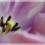 ... tulip dreams (ii) ...