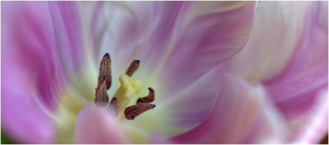 ... tulip dreams (iv) ...