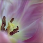 ... tulip dreams (iv) ...