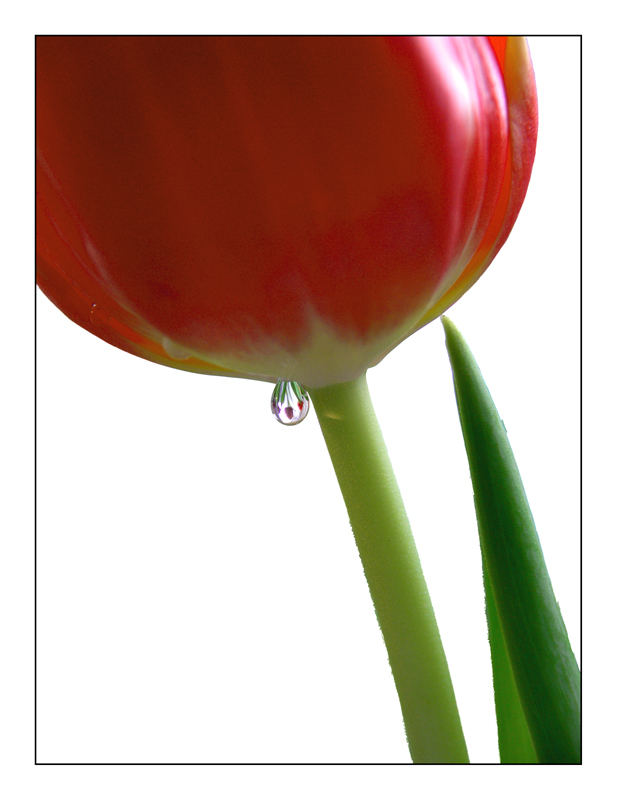 Tulip Drop