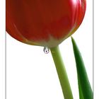 Tulip Drop