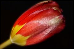 ~ Tulip ~