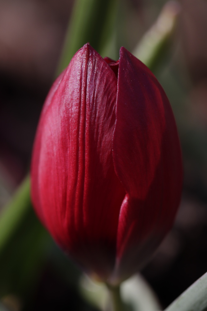 Tulip