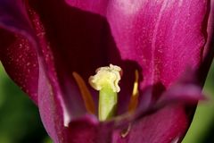 Tulip