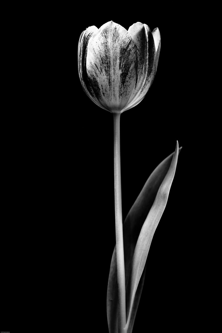 Tulip