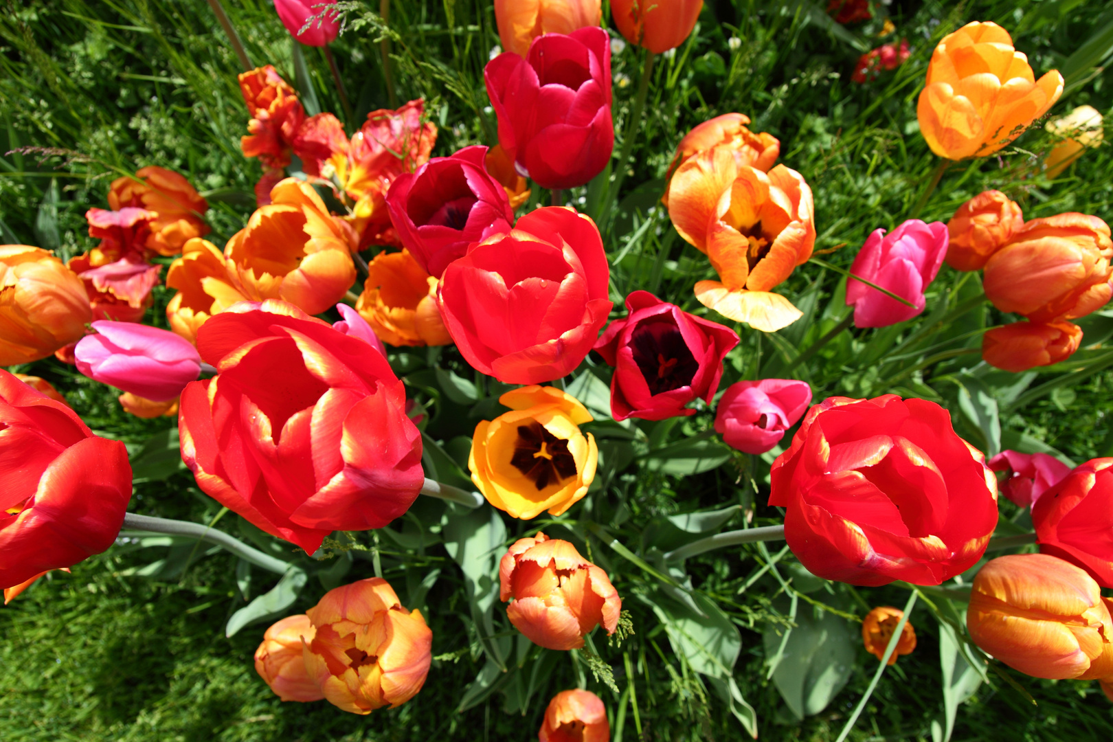 Tulip explosion