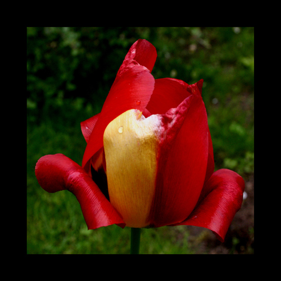 tulip