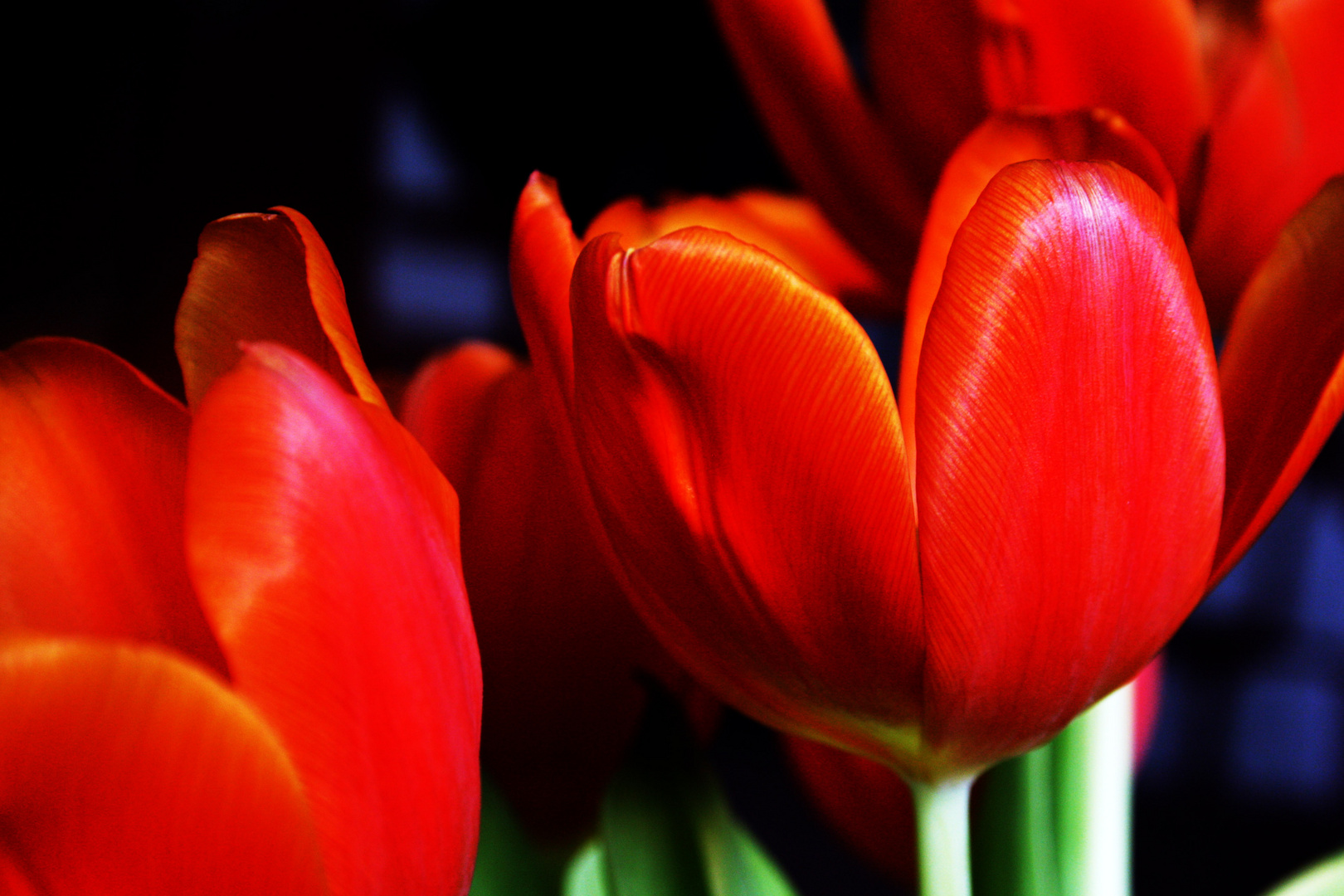 tulip