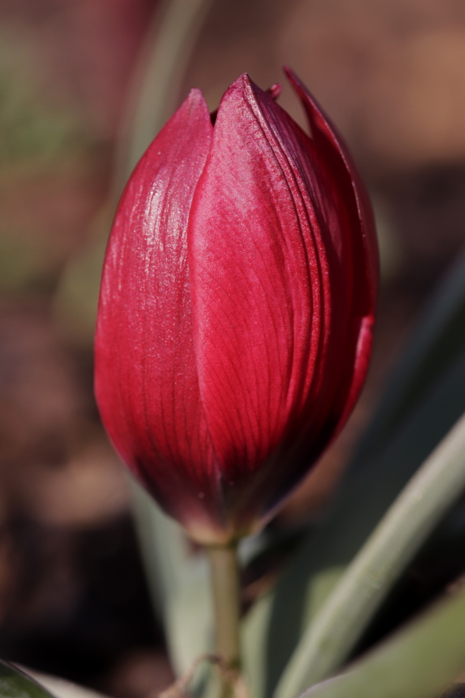 Tulip