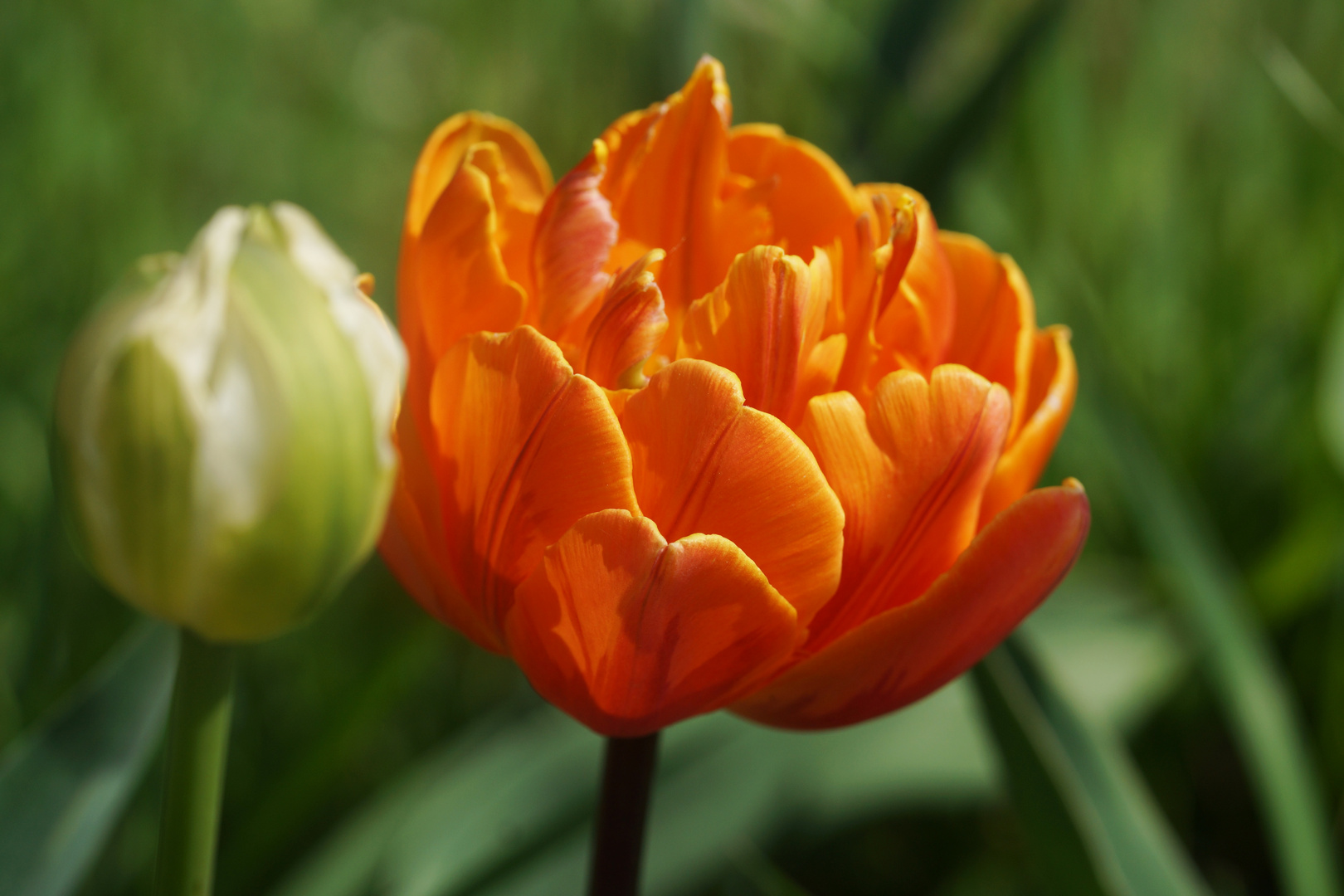 tulip fever