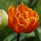 tulip fever