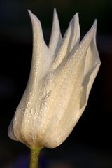 Tulip