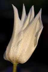 Tulip