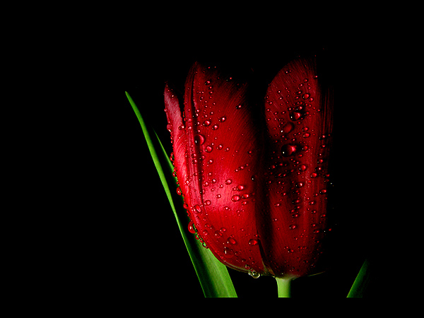 Tulip