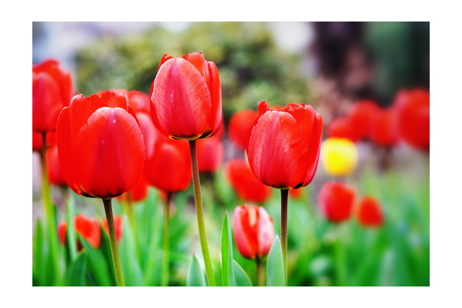 tulip field