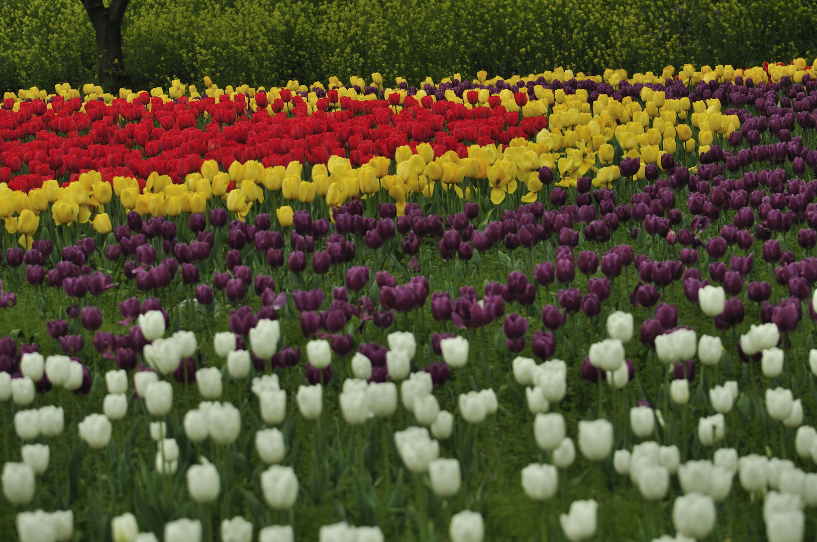 Tulip Field