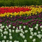 Tulip Field