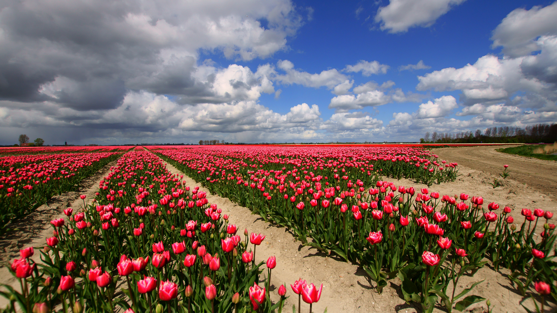 Tulip fields