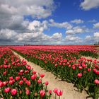 Tulip fields