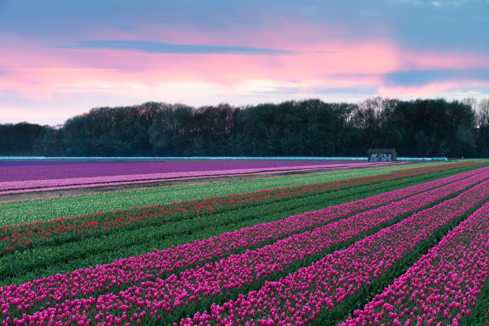 Tulip fields at sunset