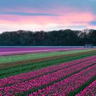 Tulip fields at sunset