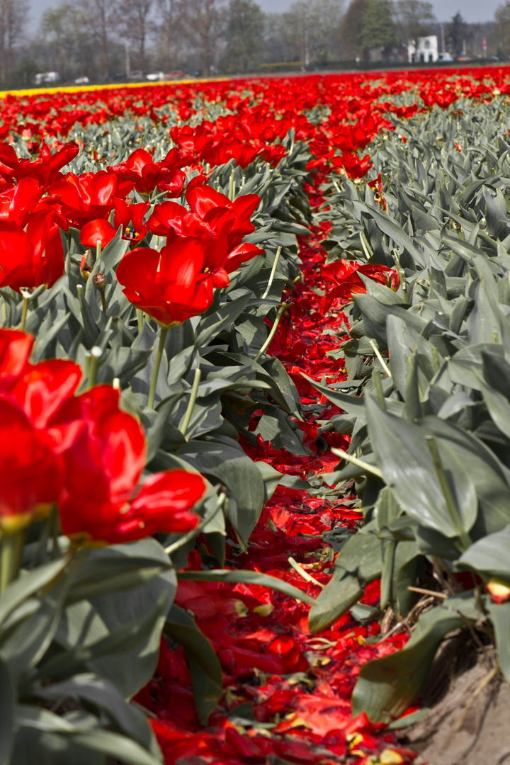 Tulip fields