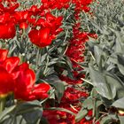 Tulip fields